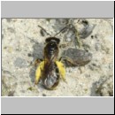 Lasioglossum pauxillum - Furchenbiene w02e 5mm - OS-Hasbergen-Lehmhuegel det.jpg